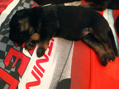 CHIOT